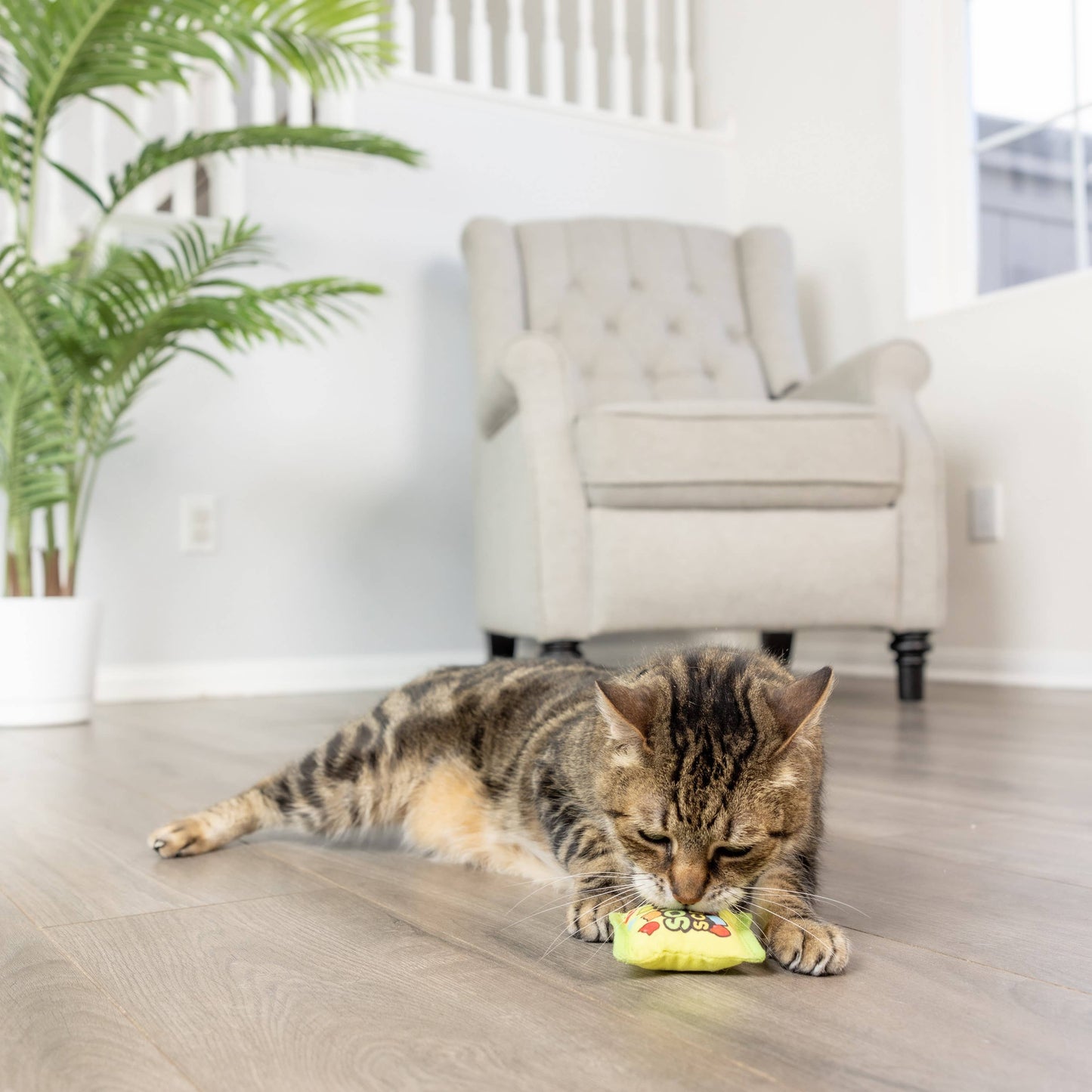 Sour Scratch Kats Cat Toy