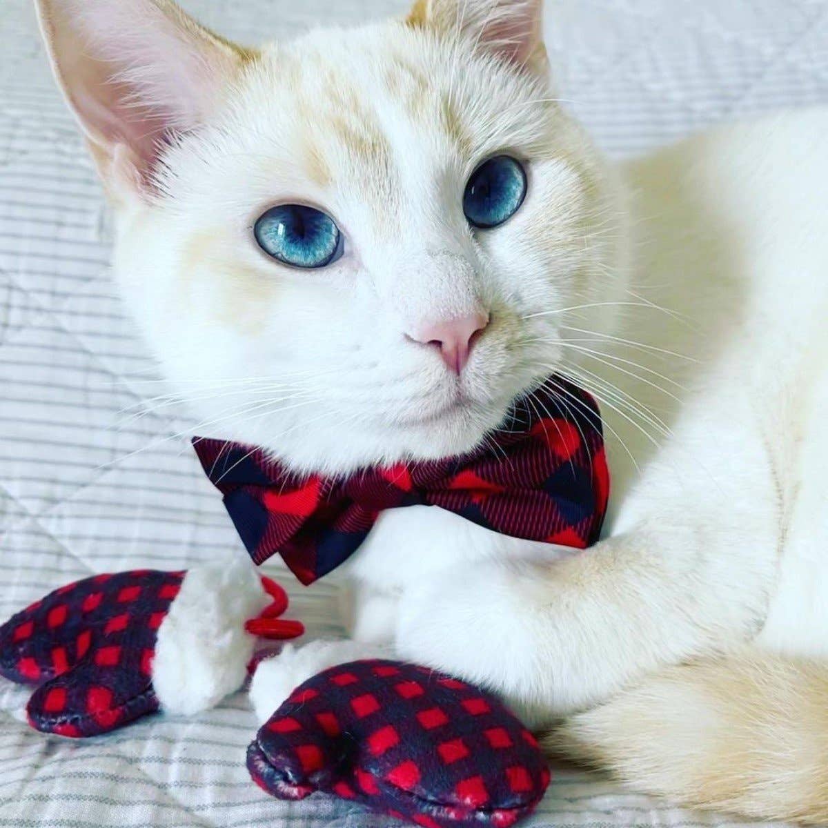 Mittens for Kittens Cat Toy